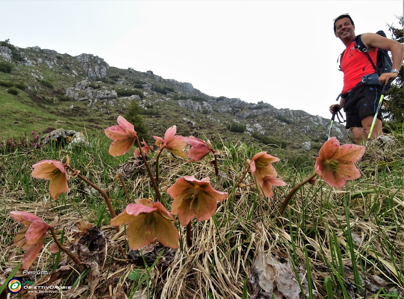 48 Ellebori (Helleborus niger)  in avanzata fioritura ancora in forma.JPG